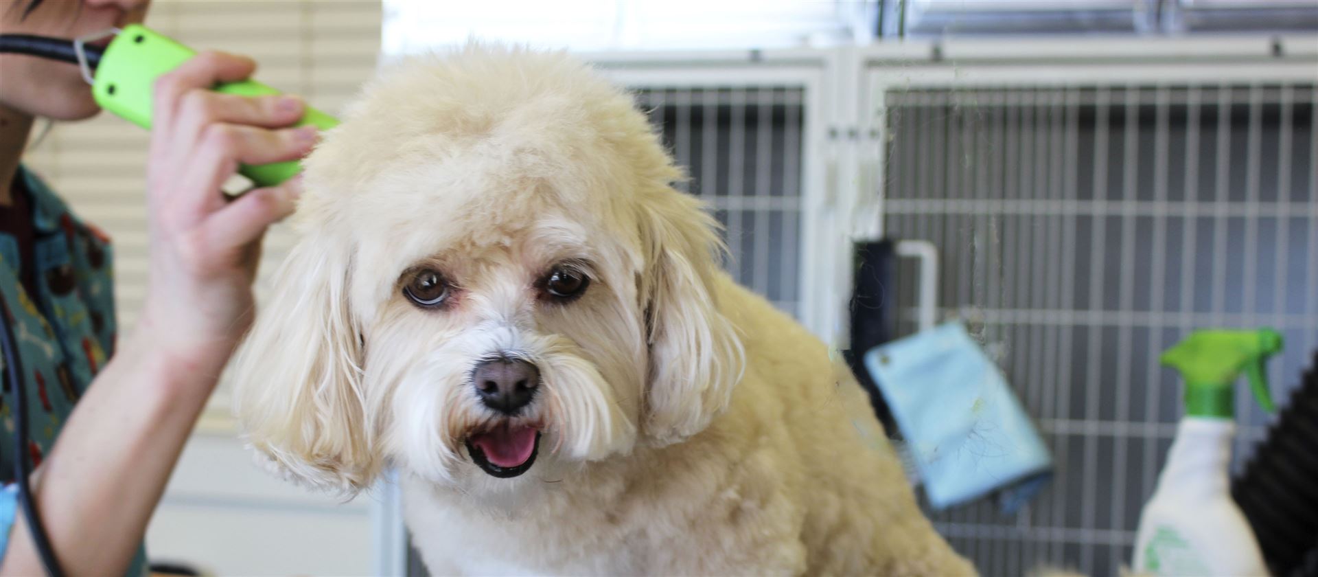Kerstins Hundesalon in Wuppertal